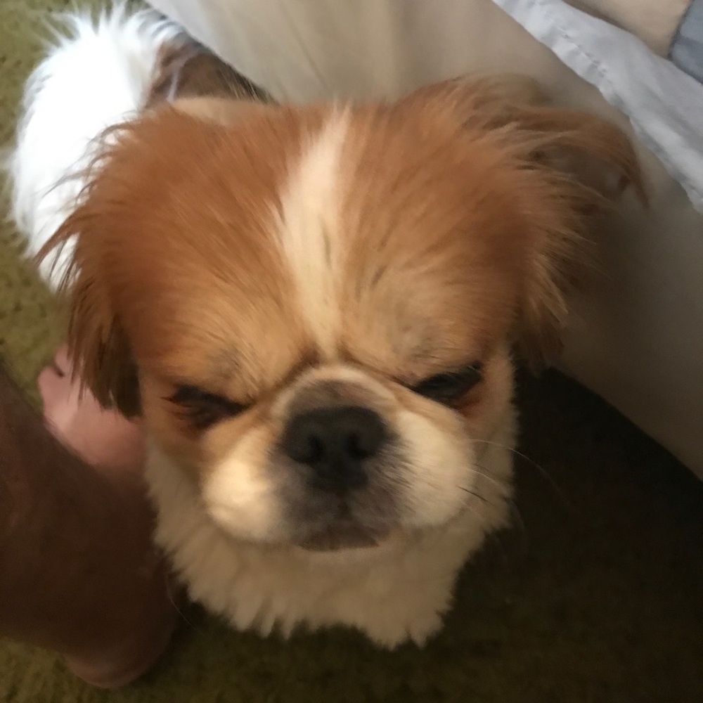 Meet your Posher, Rudy